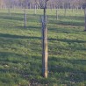 Shrub support 6 lengths