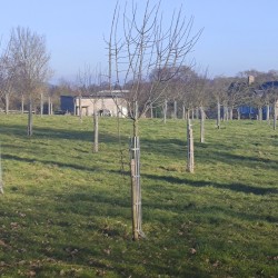 Shrub support 6 lengths
