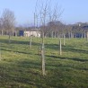 Corset d'arbres 6 branches