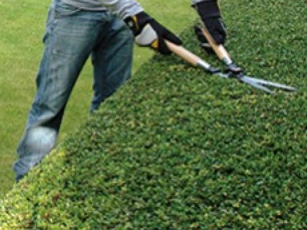 Trim your hedges with our Mermier tips!