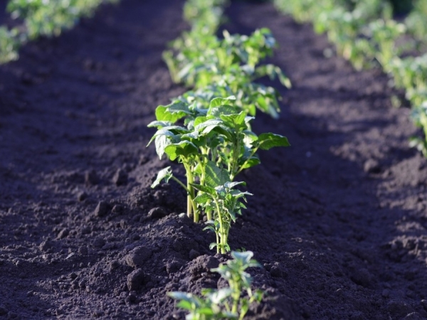 Drainer son potager