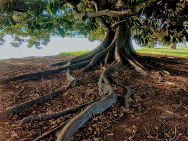 Les racines de l'arbre